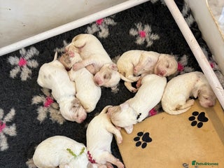 Clumber Spaniel dogs - Advert 1