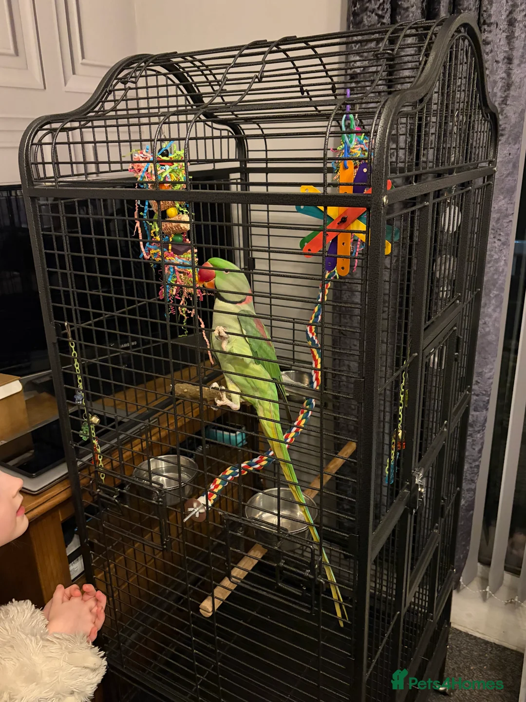 Parrots birds for sale: PARROT (Alexander parakeet ) HAND REARED  - Advert 9