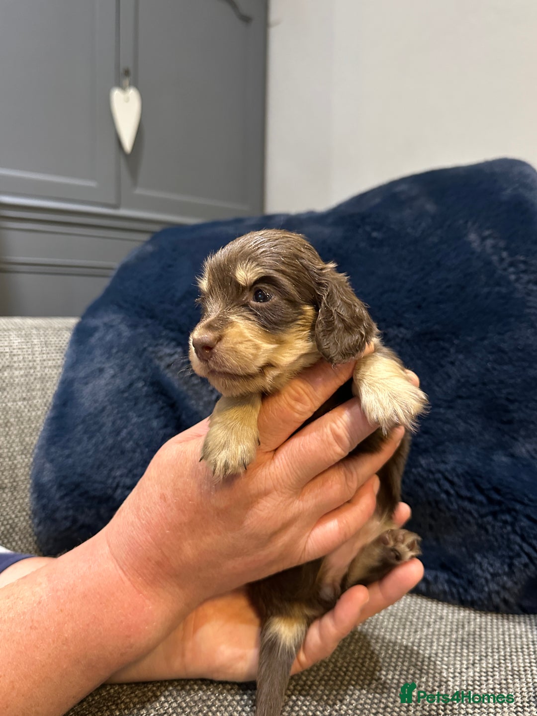 Dachshund dogs for sale: Longhaired miniature daschunds for sale - Image 7