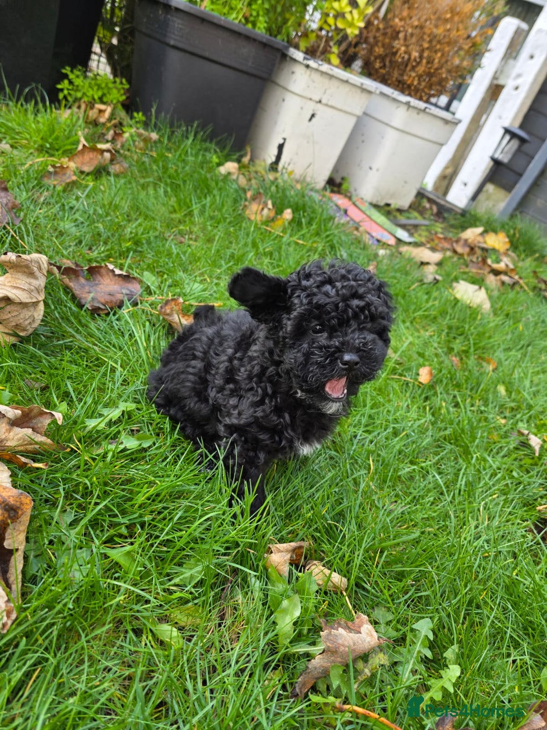 Maltipoo dogs for sale: Beautiful Maltipoo Girl Ready for Her Loving Home - Image 6