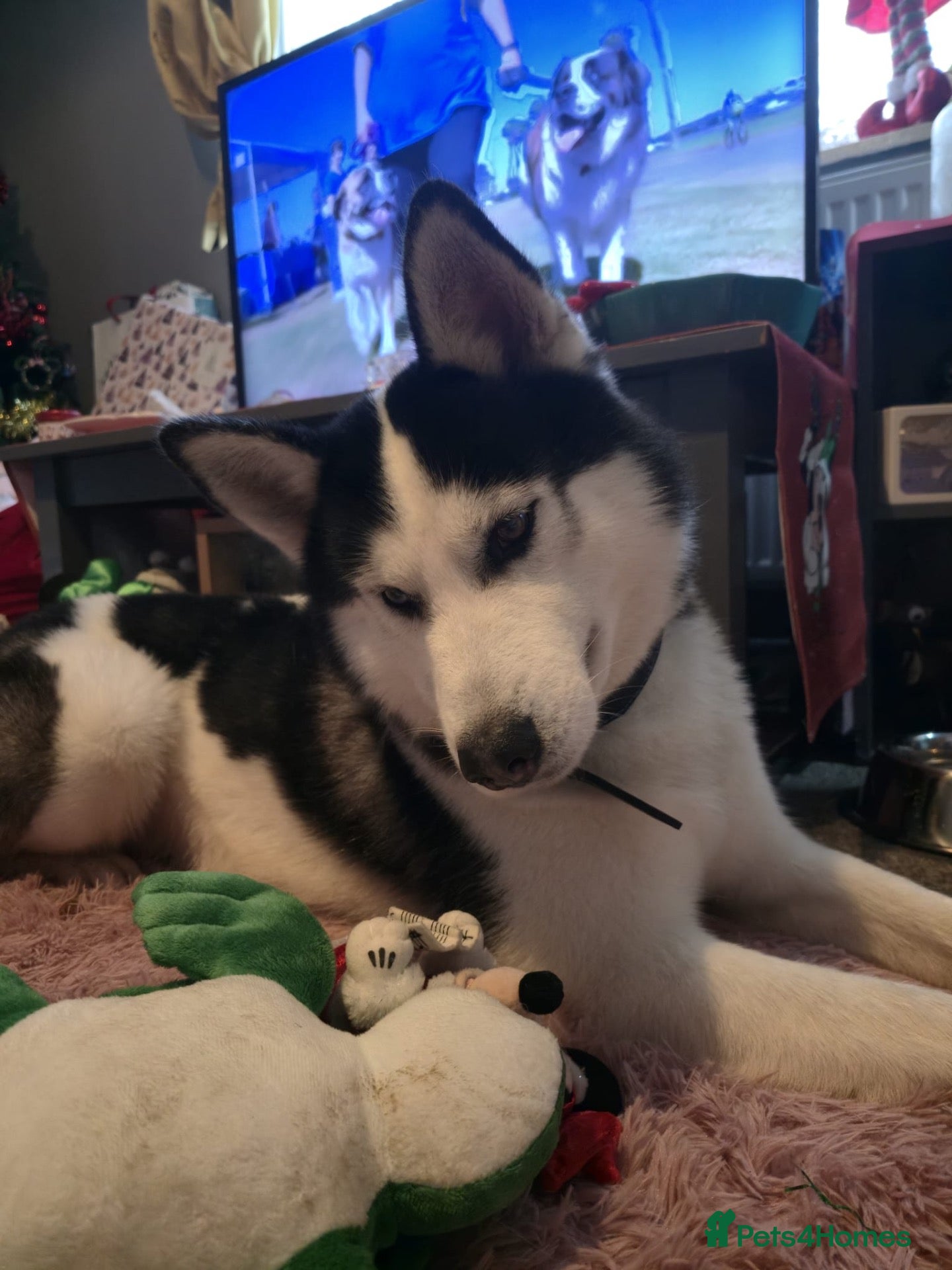 Siberian Husky dogs Rex, husky for sale - Advert 1