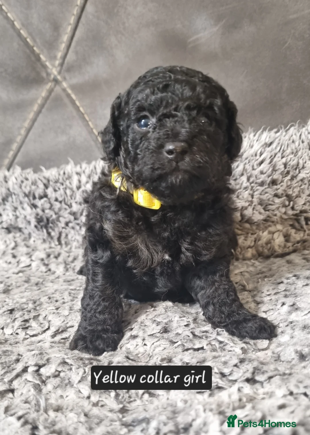 Cavapoo dogs for sale: Cavapoo f1b puppies  - Advert 6