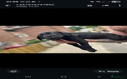 Cane Corso dogs for sale: Last 3 of the 10 cane cane corso puppys left  - Image 7