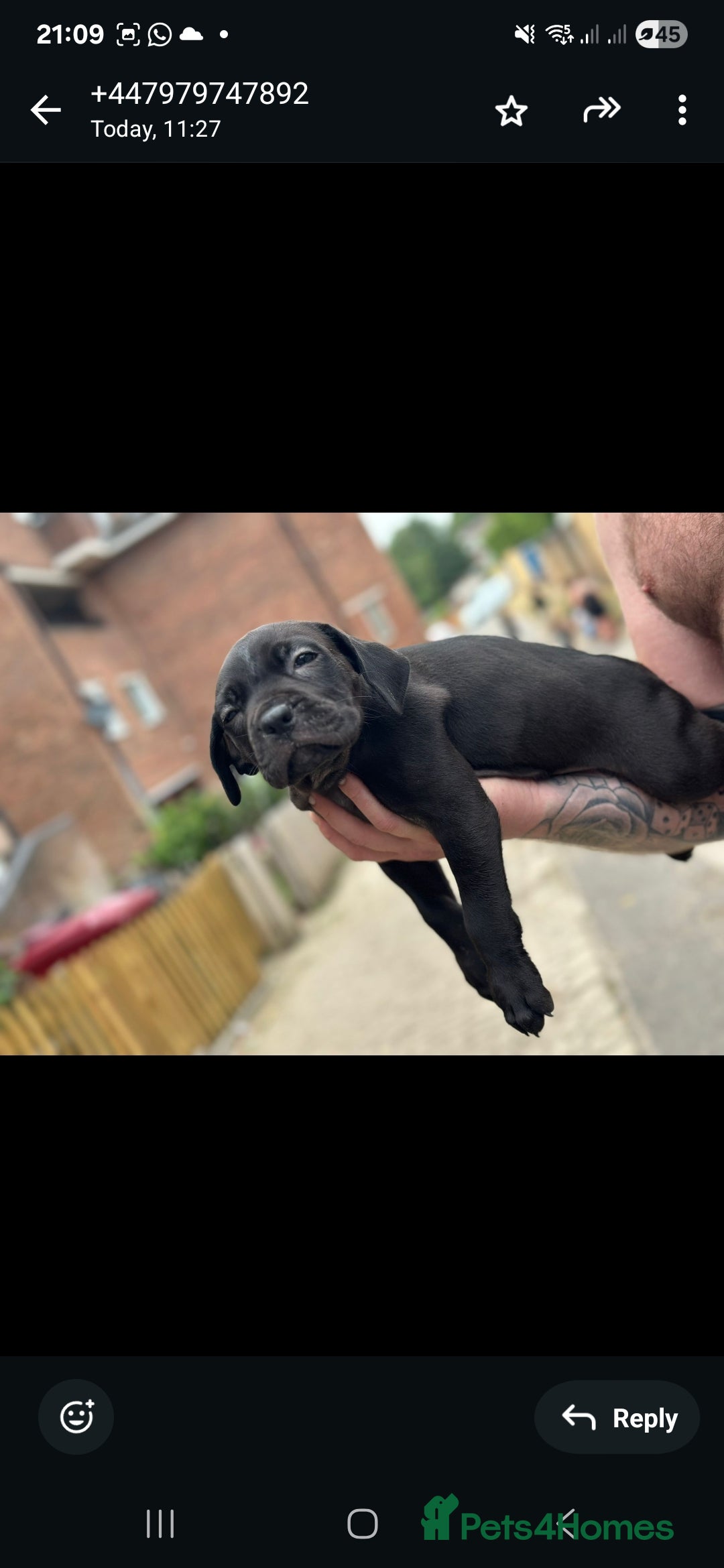 Cane Corso dogs for sale: Last 3 of the 10 cane cane corso puppys left  - Image 7