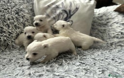 West Highland Terrier dogs for sale: West Highland  White Terrier Puppies  - Image 3