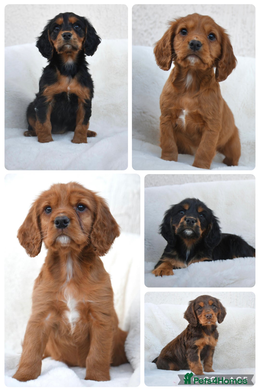 Cocker Spaniel dogs for stud: Proven KC Working cocker spaniel standing at stud in Wigan - Advert 11