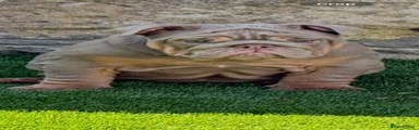 English Bulldog 1