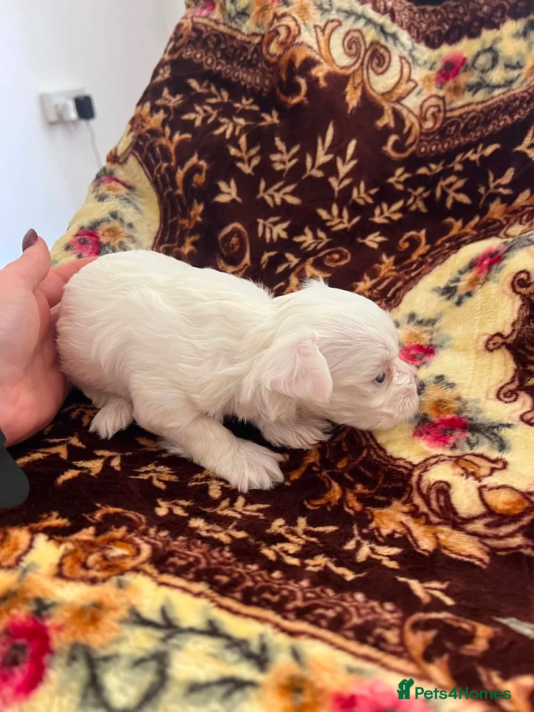 Bichon Frise dogs for sale: 4 little puppy looking for a new home🥰❤️ - Advert 2