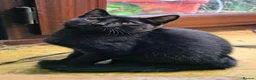 Mixed Breed cats for sale: Three beautiful black kittens  in Llanon - Advert 7