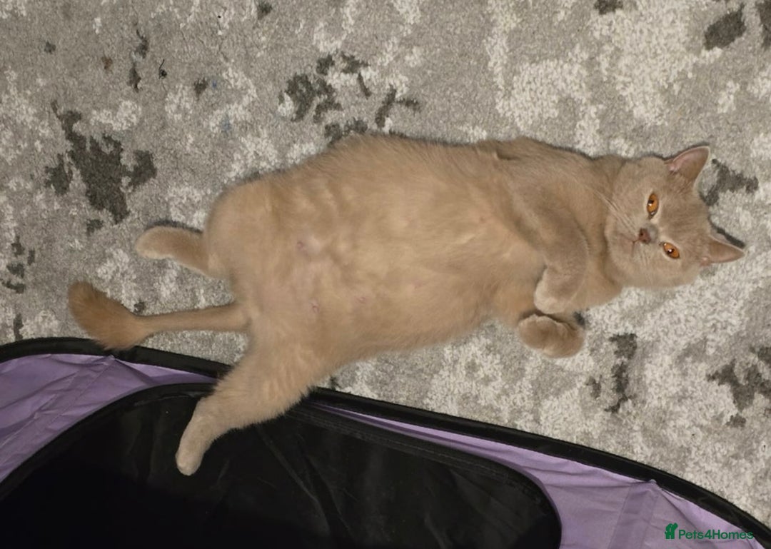 British Shorthair cats for sale: Simba - British Shorthair Kitten - Image 4