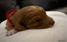 Mixed Breed dogs for sale: Cockapoo/Cavapoo Mix Puppies Available 10 Nov 25 - Image 23