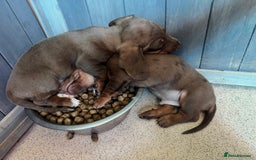 Dachshund dogs for sale: Beautiful dachshund puppies  - Image 11