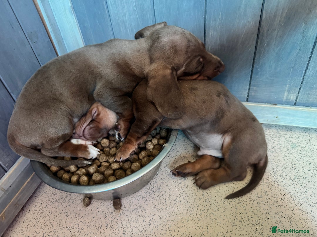 Dachshund dogs for sale: Beautiful dachshund puppies  - Image 11