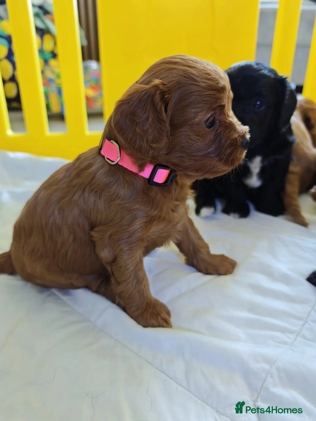 Cavapoo dogs for sale: 8 little fluffs available soon  - Advert 2