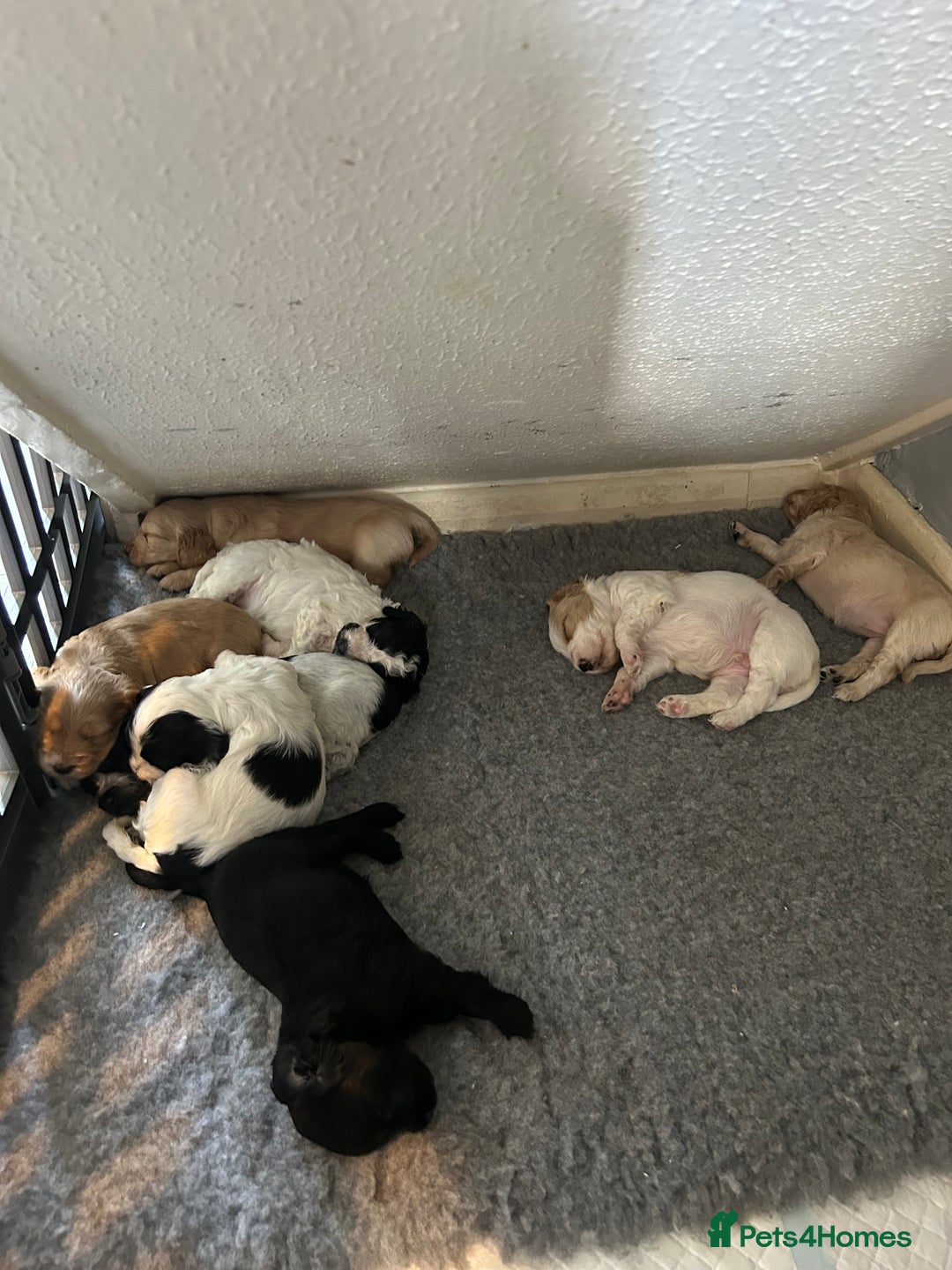 Cockapoo dogs for sale: Cockapoo puppies - Image 1