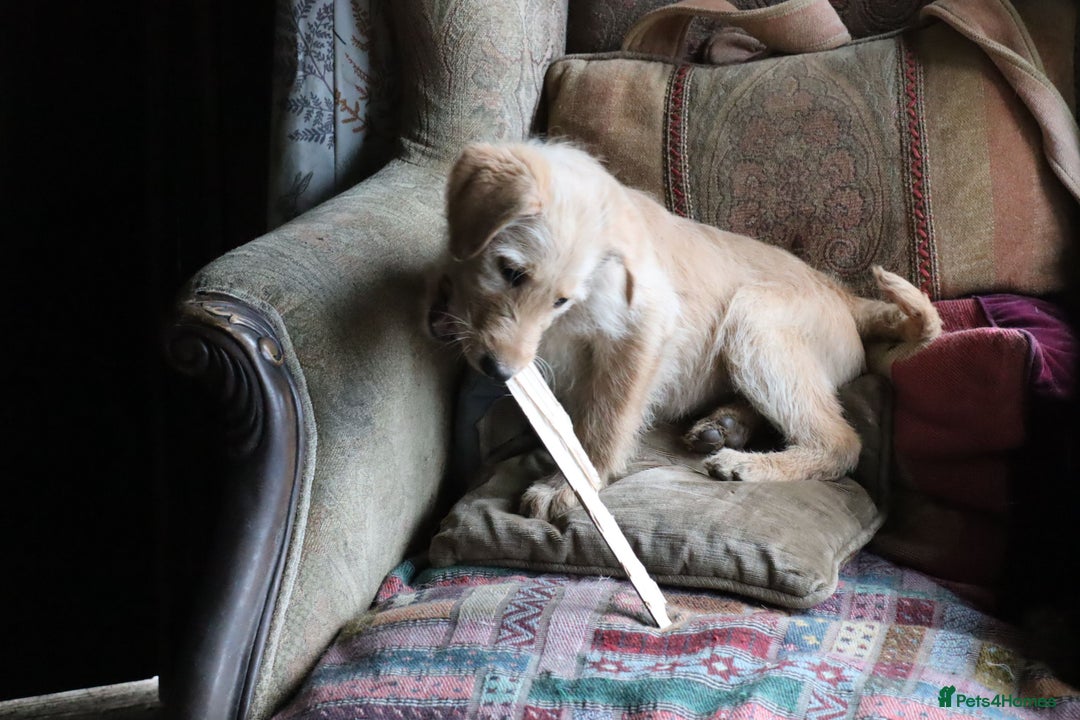 Labradoodle dogs for sale: Lovely Labradoodle Puppies Licenced Breeder - Image 33