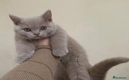 British Shorthair cats for sale: GCCF Active Championship line Blue & Lilac Kittens - Image 9