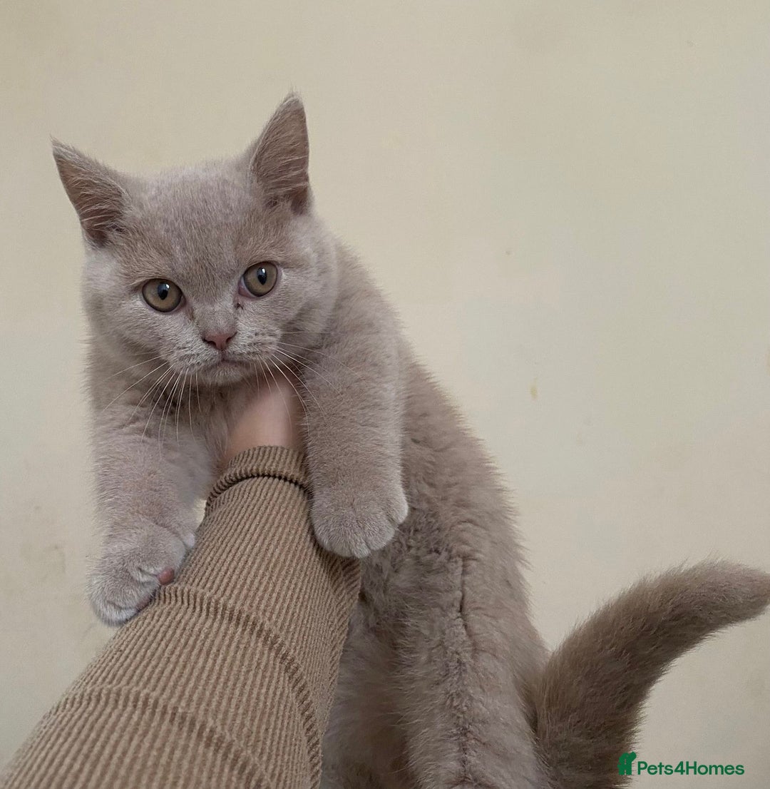 British Shorthair cats for sale: GCCF Active Championship line Blue & Lilac Kittens - Image 9