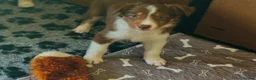 Border Collie dogs for sale: Exceptional Border collie pups  - Advert 26