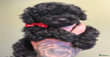 Shihpoo dogs - Advert 6