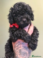 Shihpoo dogs - Advert 1