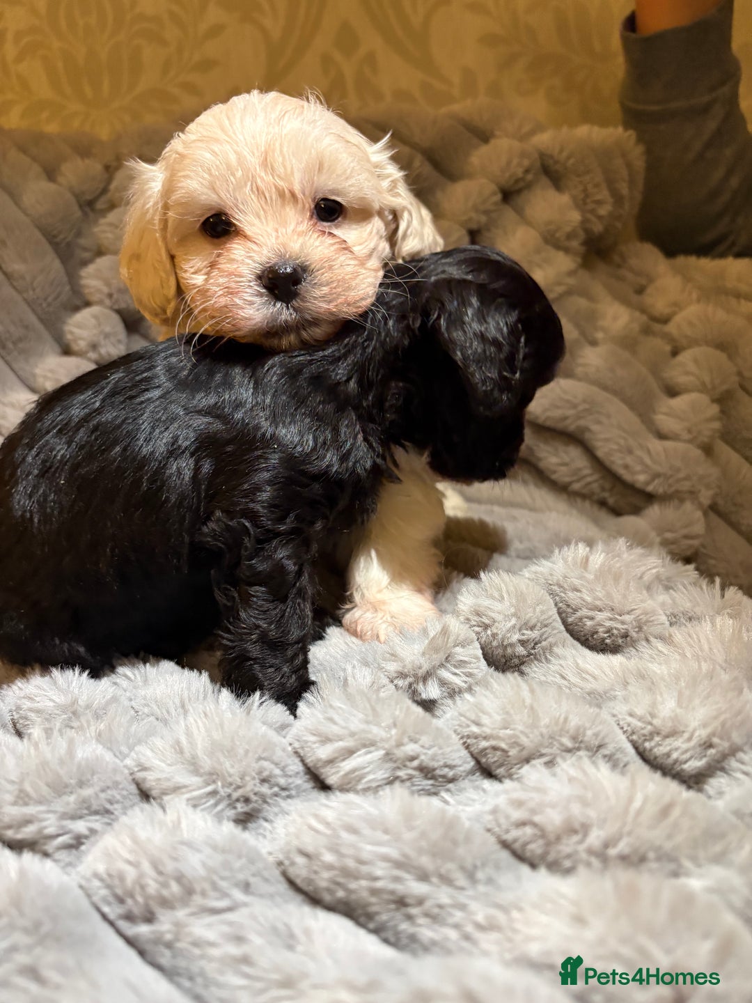 Shihpoo dogs for sale: Shihpoos for sale   - Advert 20