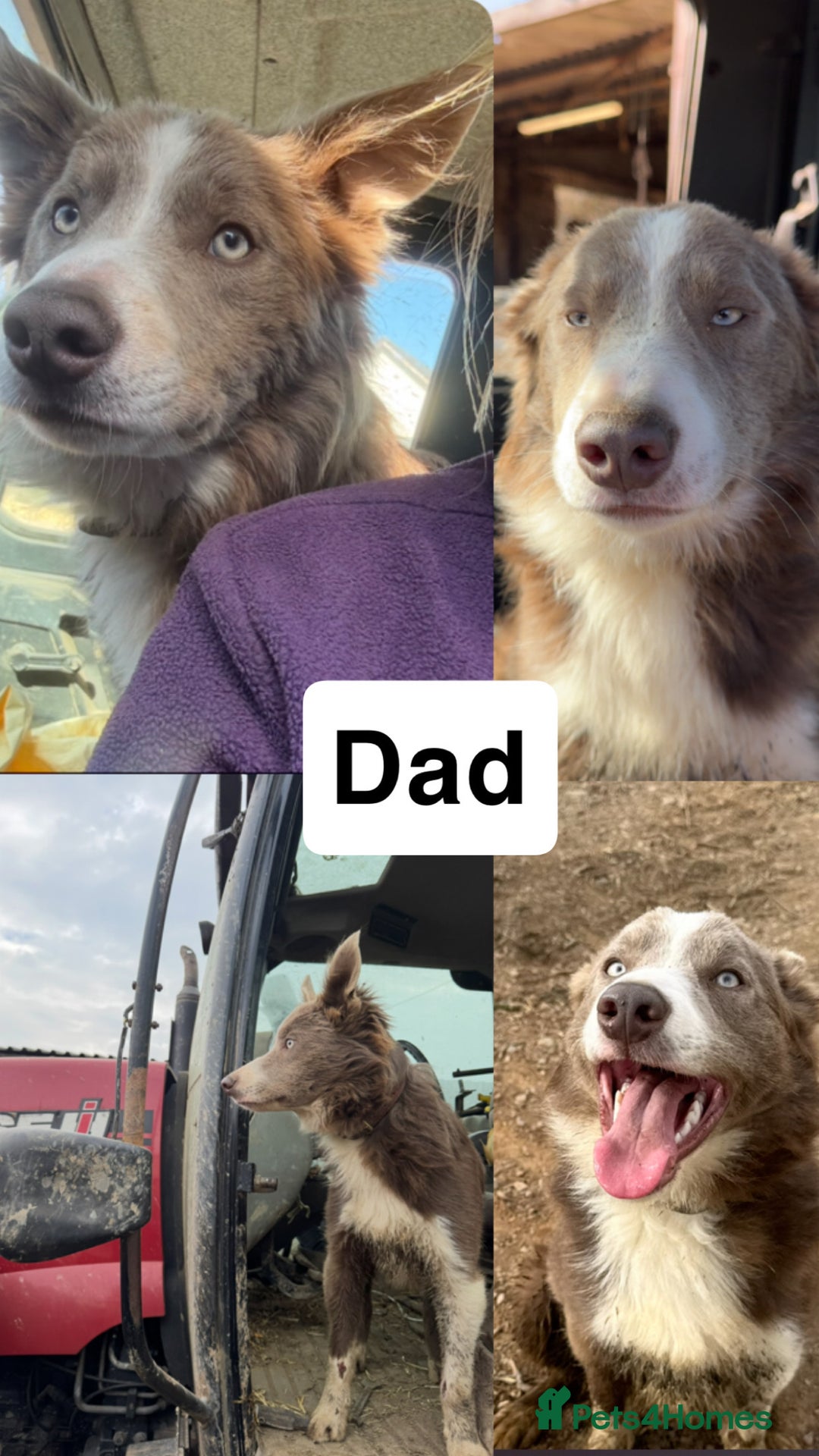 Border Collie dogs for sale: Working chocolate border collies  - Image 19