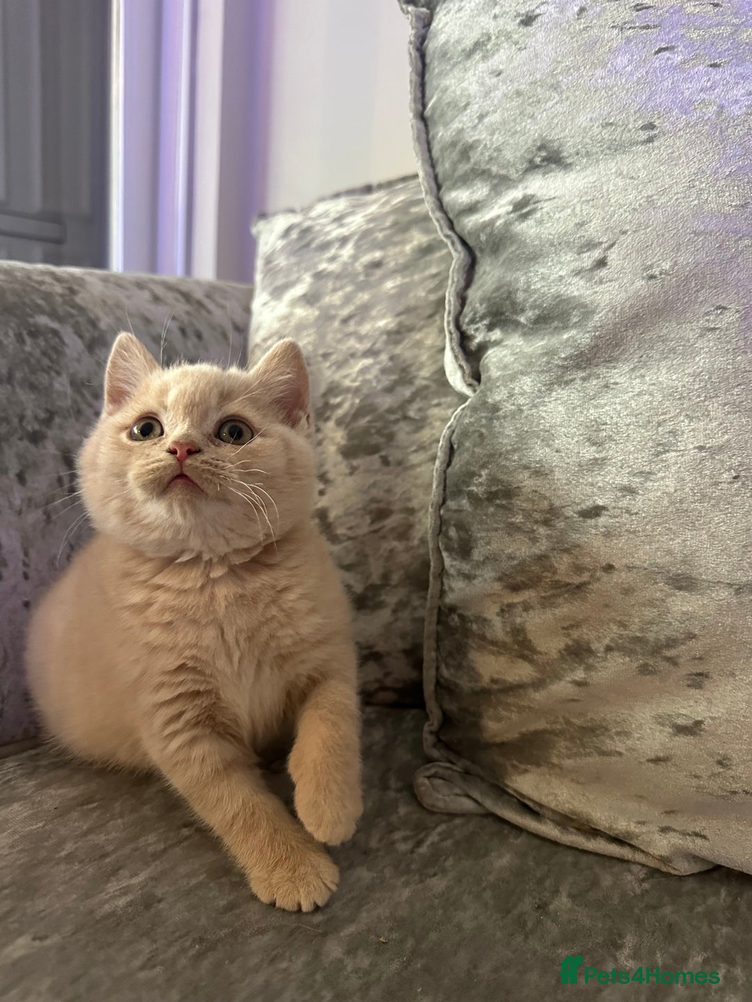 British Shorthair cats for sale: Beautiful Cream British Short hair boy READY NOW - Advert 4