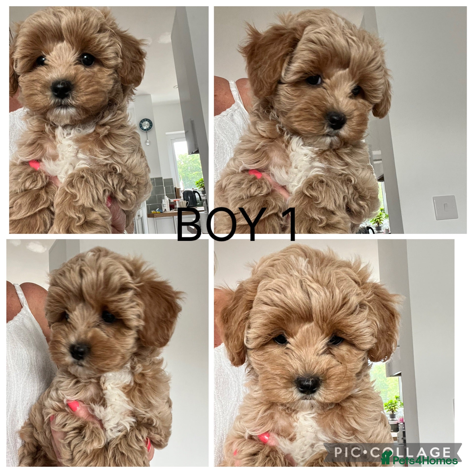 Maltipoo dogs Adorable Malshipoo puppies  - Advert 1