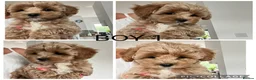 Maltipoo dogs for sale: Adorable Malshipoo puppies  - Advert 1