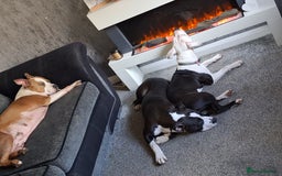 American Bull Staffy dogs for sale: Dodge  - Image 17