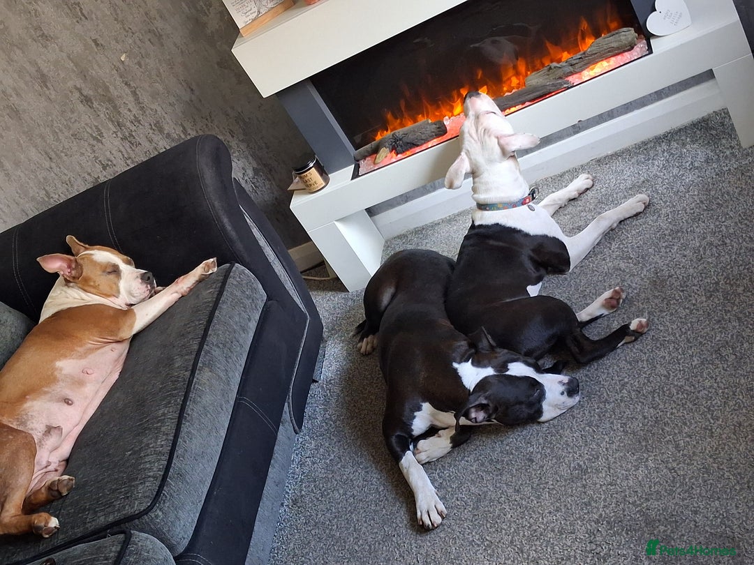 American Bull Staffy dogs for sale: Dodge  - Image 17