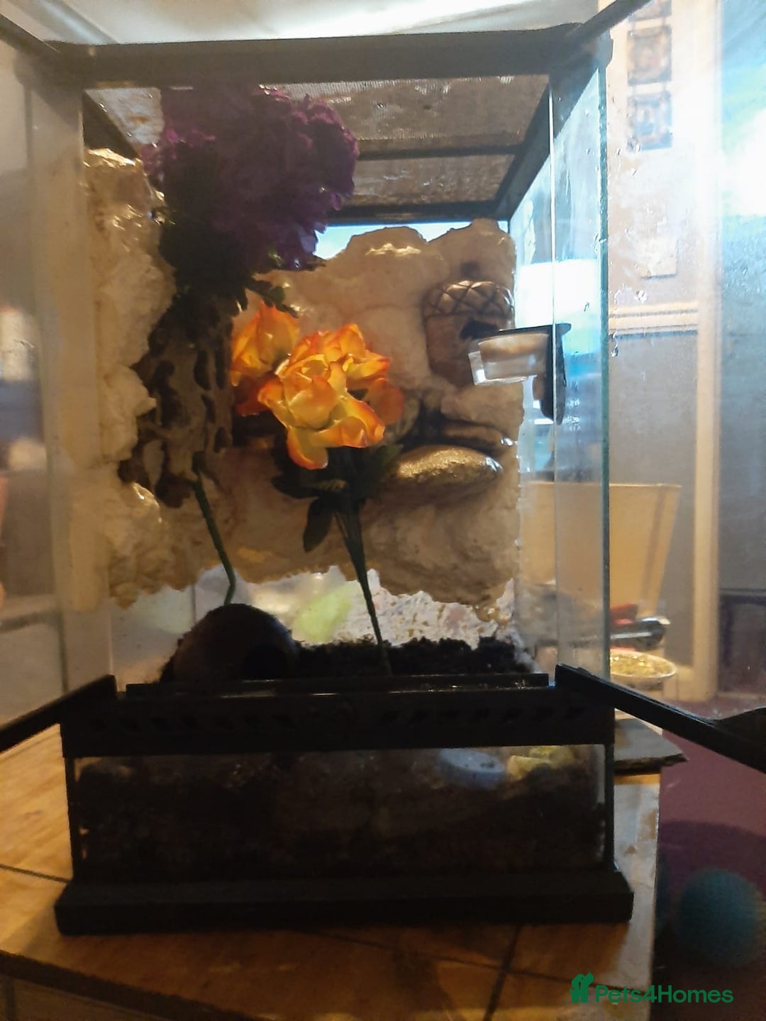 Gecko reptiles for sale: CRESTED GECKO BABIES  - Image 4