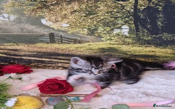 British Shorthair cats for sale: British Shorthair Tabby  - Image 5