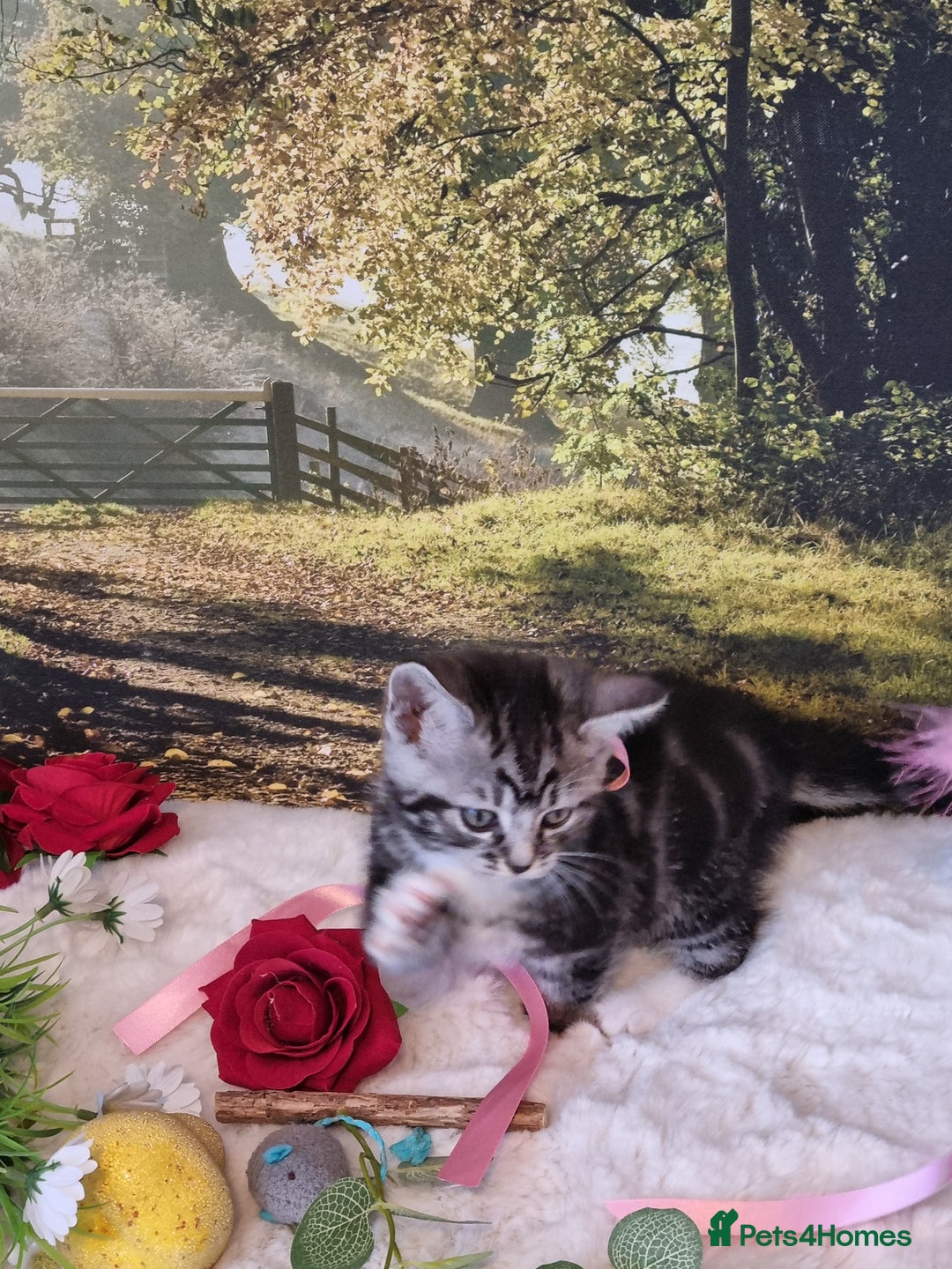 British Shorthair cats for sale: British Shorthair Tabby  - Image 5