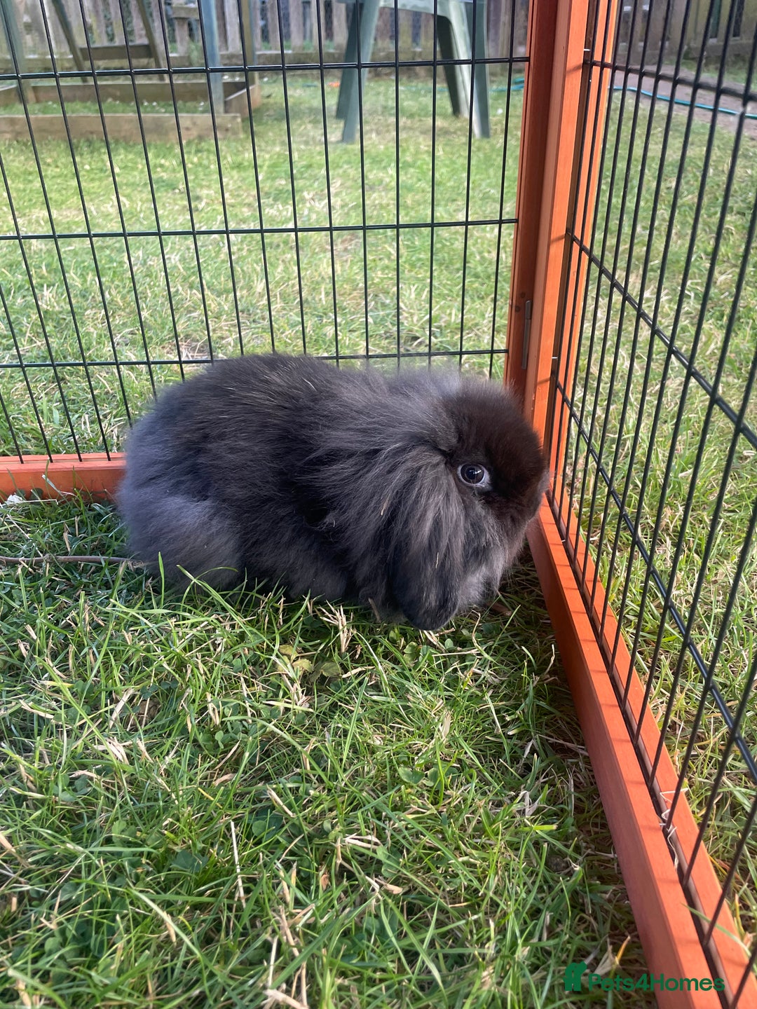 Mini Lop rabbits for sale: Male mini lop babies READY TO LEAVE  - Image 31