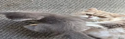 Mixed Breed cats for sale: Beautiful Siberian Mix Kittens  - Advert 2