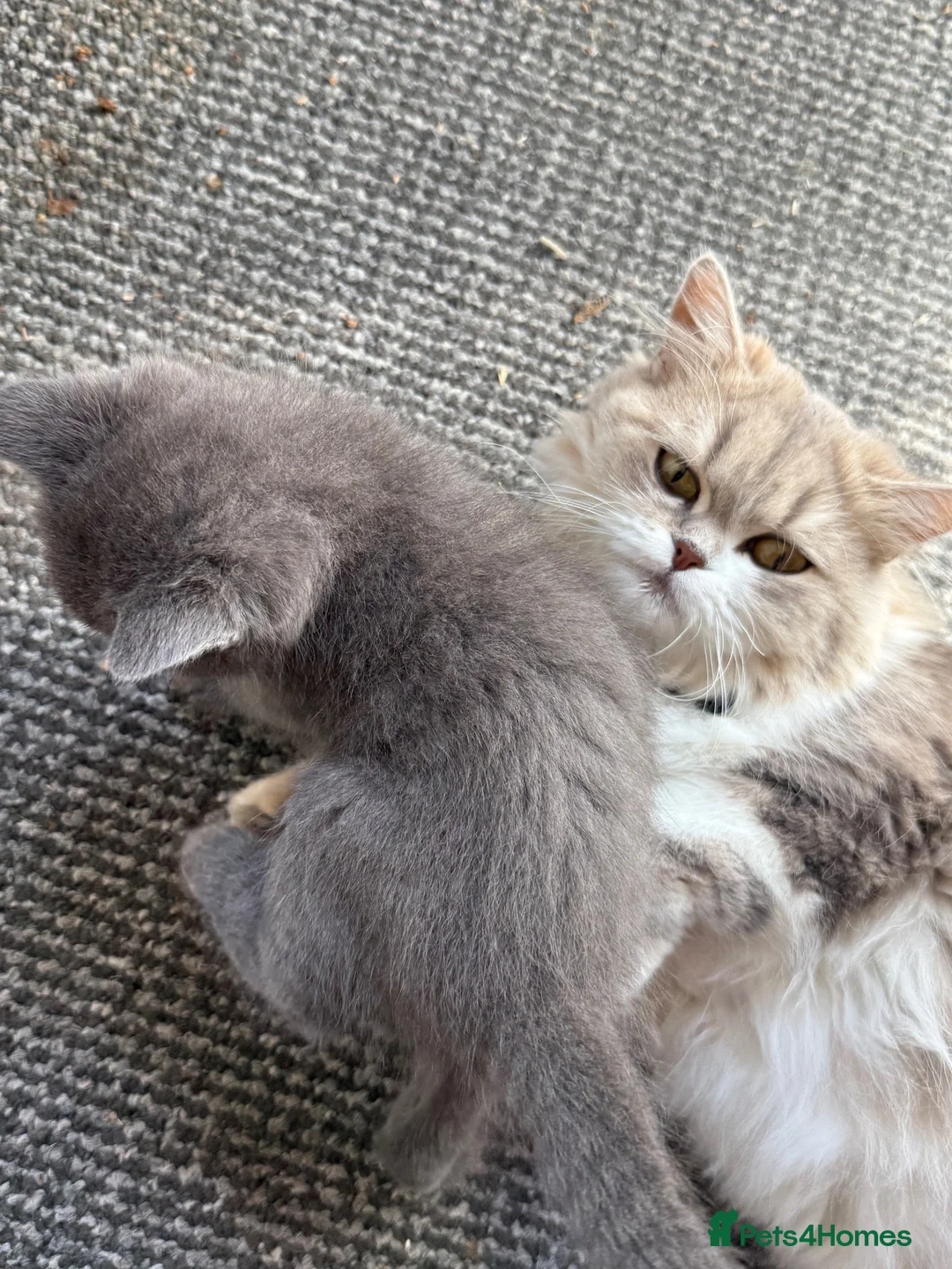 Mixed Breed cats for sale: Beautiful Siberian Mix Kittens  - Advert 2