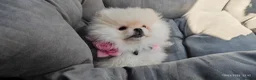 Pomeranian dogs for sale: Pomeranian Teddy Bear Spitz BONNLY DEE - Advert 3