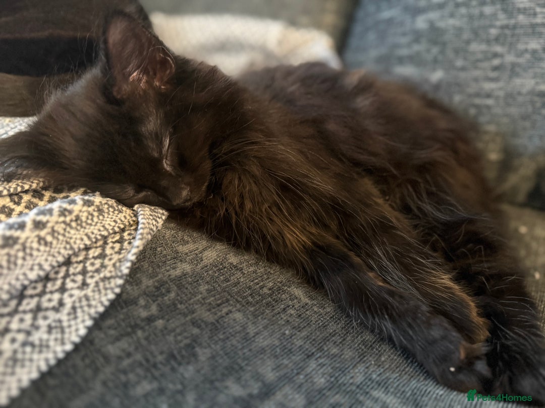 Mixed Breed cats for sale: 3 kittens for sale - Advert 10