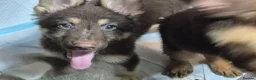 German Shepherd dogs for sale: *RARE* LIVER GERMAN SHEPHERD PUPS in Accrington - Advert 10