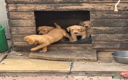 Labrador Retriever dogs for sale: Kc reg  yellow lab puppies 🐶  - Image 9