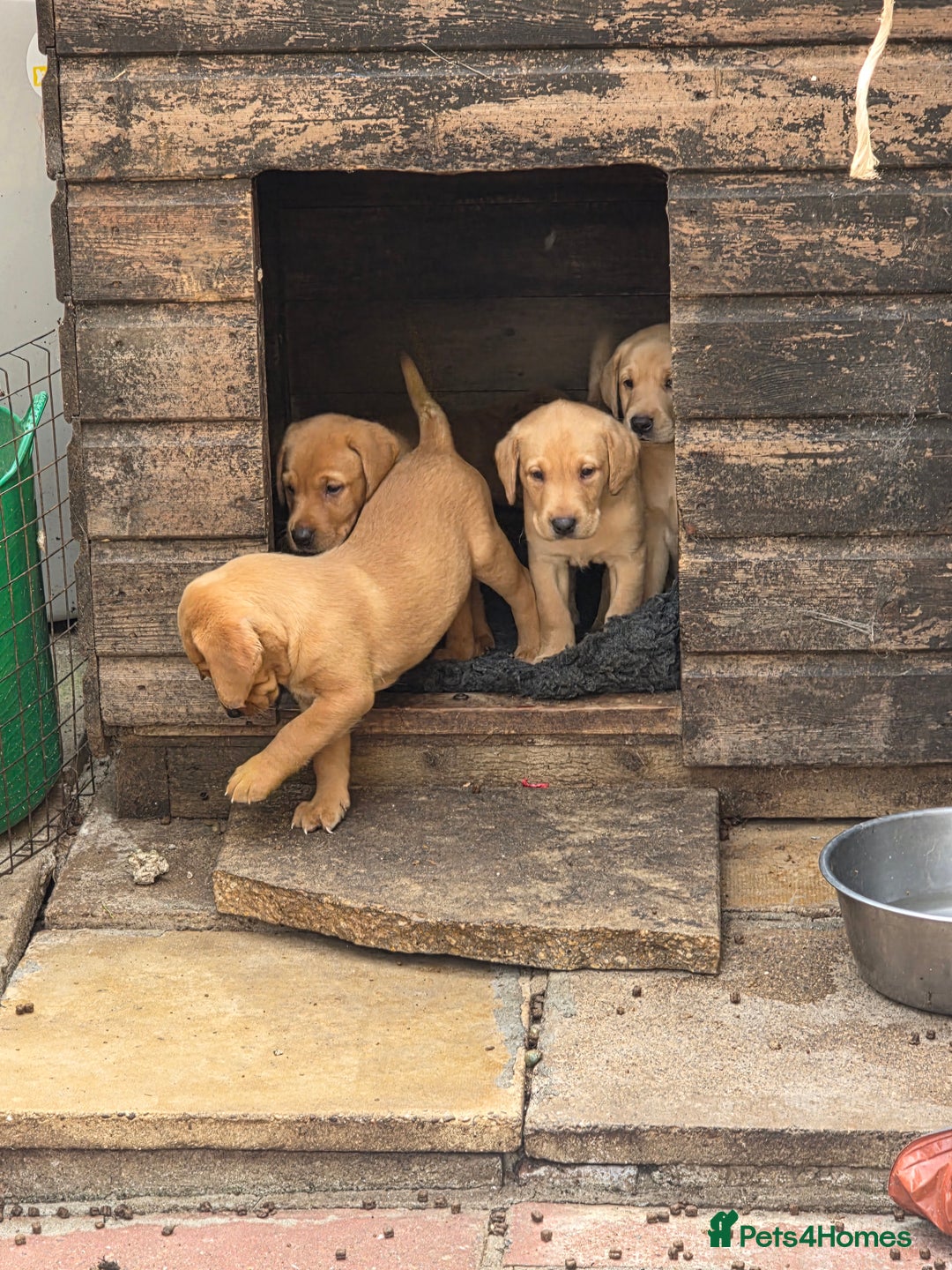 Labrador Retriever dogs for sale: Kc reg  yellow lab puppies 🐶  - Image 9