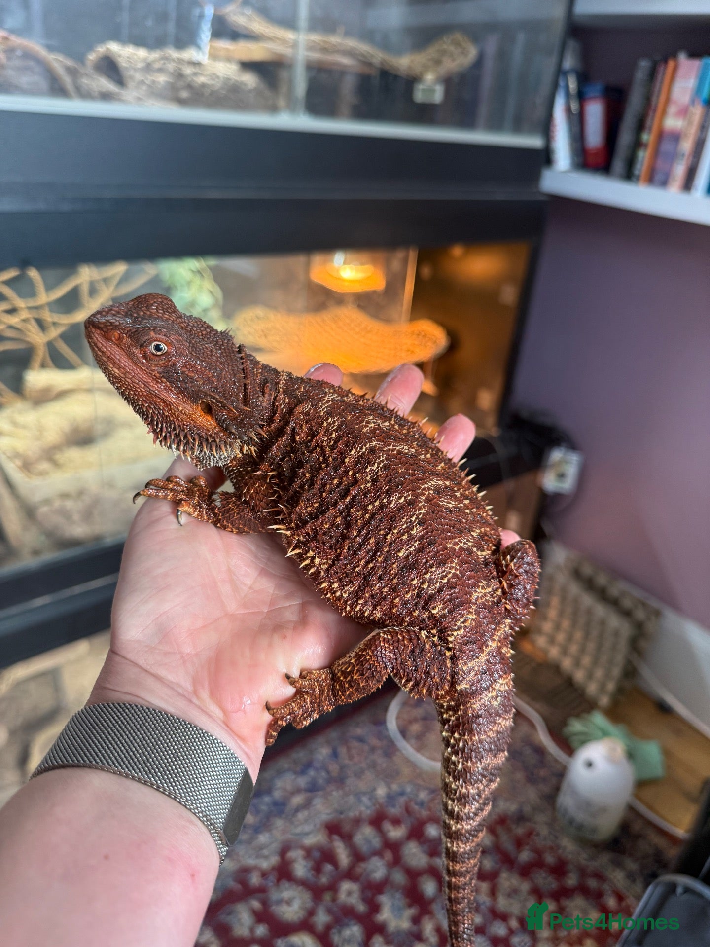 Bearded Dragon reptiles Stunning adult bearded dragons  - Advert 1