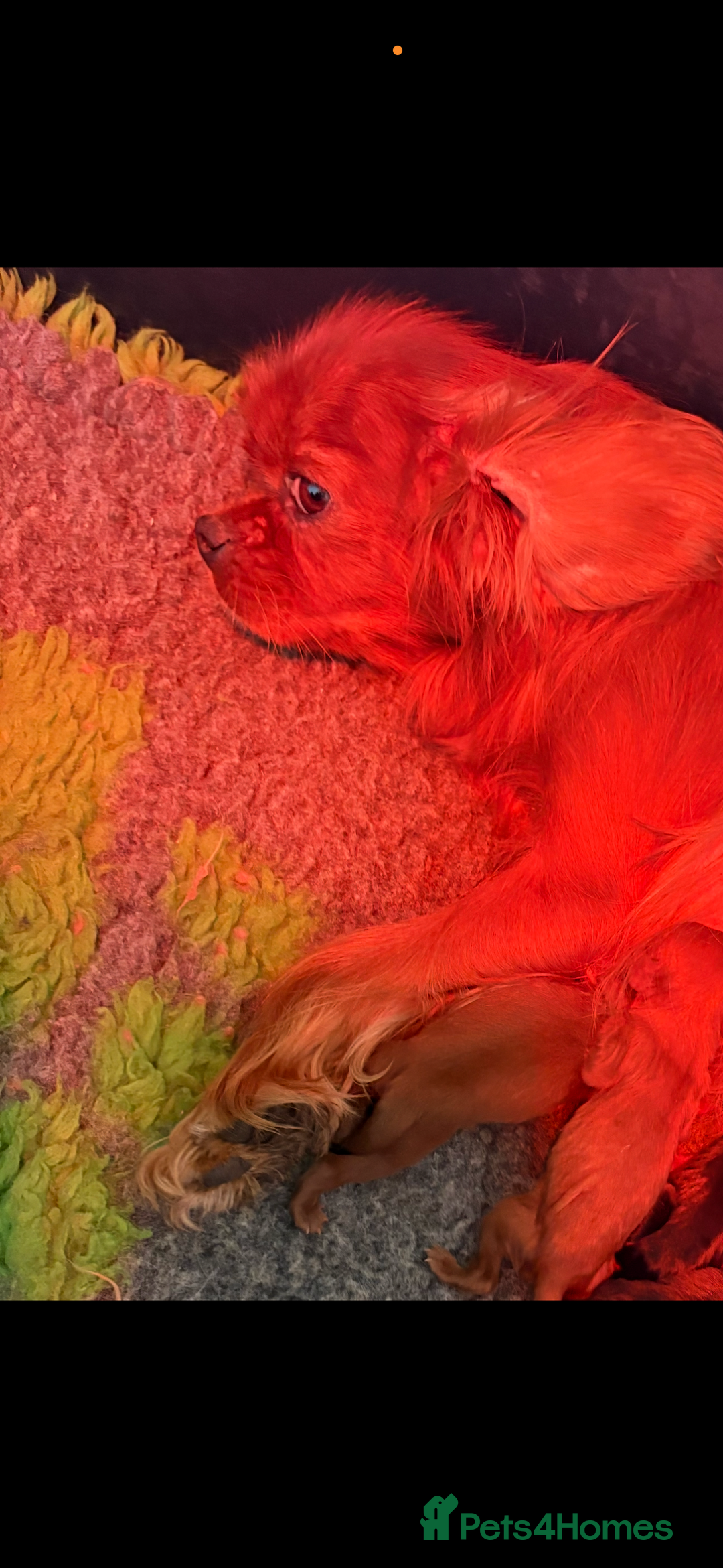 Miniature Poodle dogs for sale: 1 rubyKing Charles Cavalier health tested parents  - Image 6