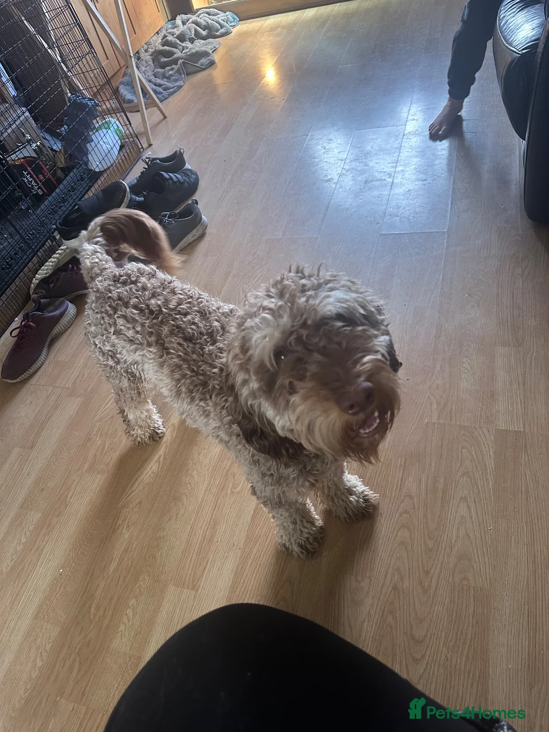 Cockapoo dogs for sale: Male cockerpoo - Advert 3