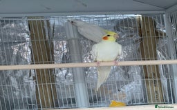 Cockatiels birds for sale: Cockatiel birds - Image 6