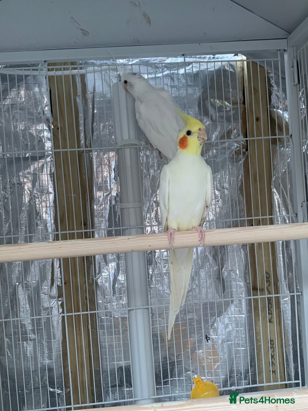 Cockatiels birds for sale: Cockatiel birds - Image 6