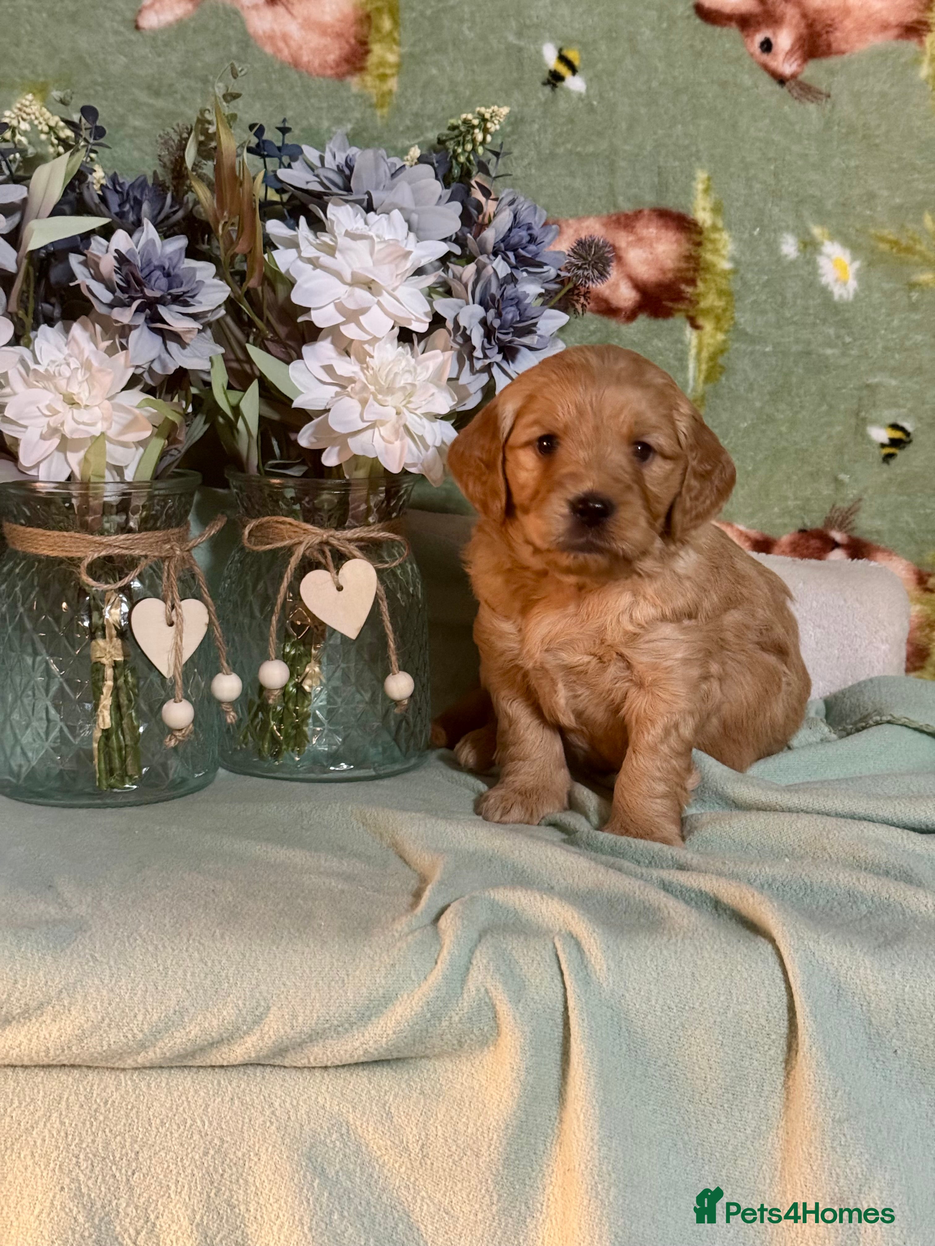 Mini Goldendoodle dogs  mini goldendoodle dna clear puppies - Advert 11