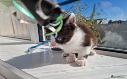 Domestic Shorthair cats for sale: Domestic shorthair kittens  - Image 20